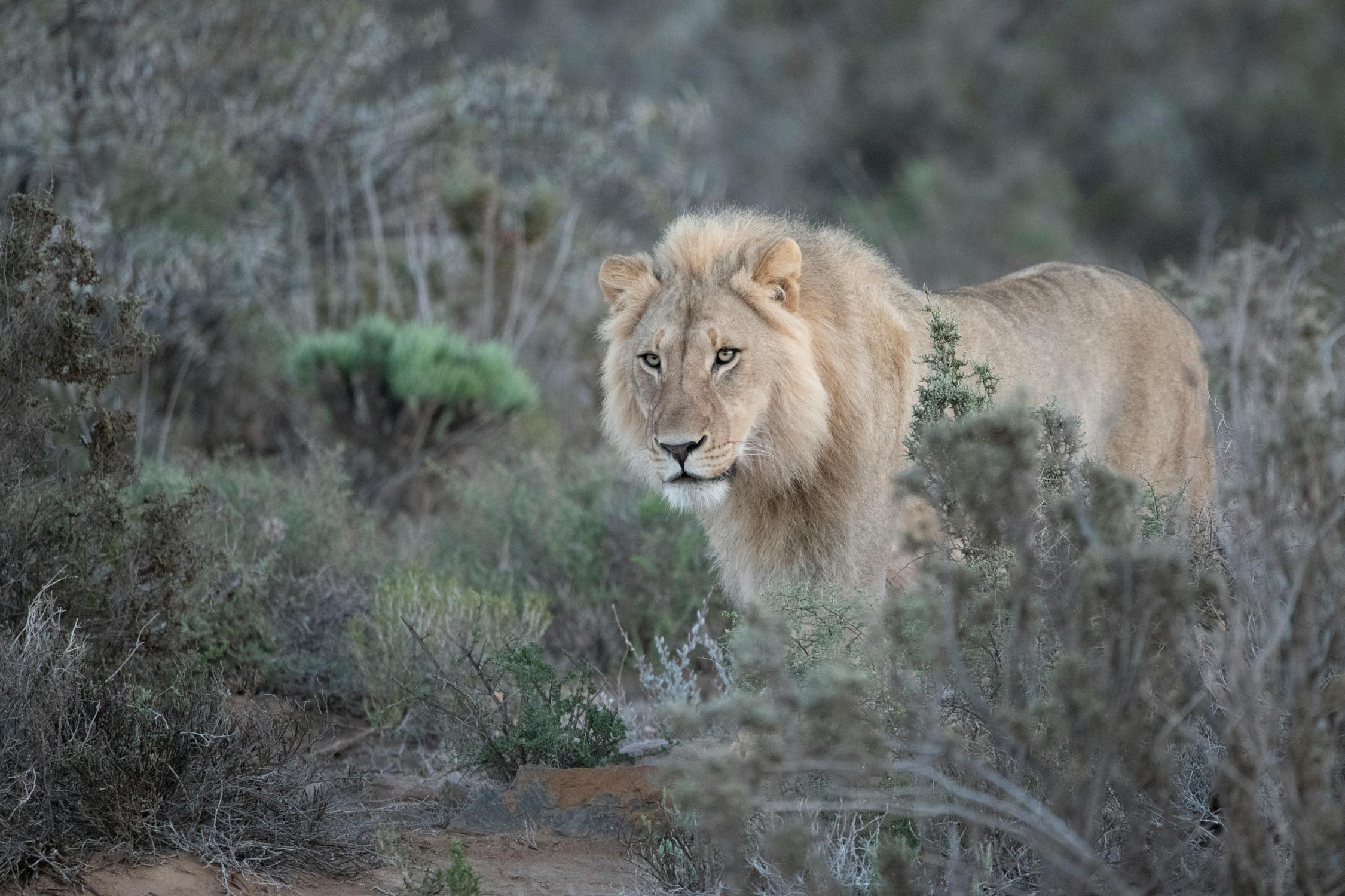 Luxury safari lodge in South Africa for a romantic getaway